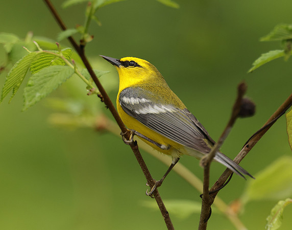 Blue-winged Warbler Vermivora cyanoptera