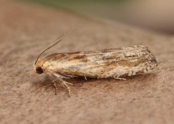 49.265 BF1201 Eucosma cana