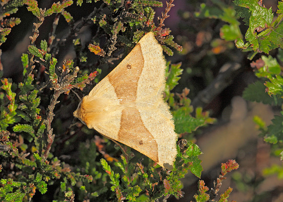 70.24 BF1921 Scalloped oak Crocallia elinguaria