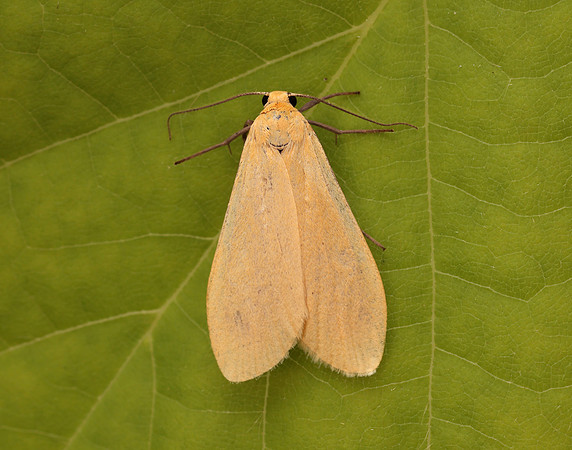 72.049 BF2043 Orange Footman Eilema sororcula