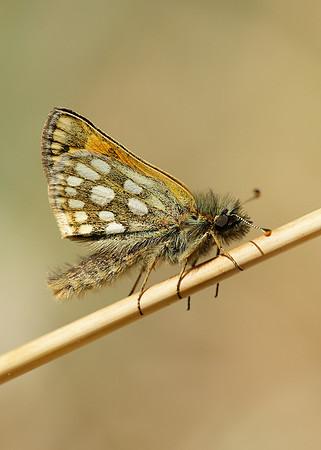 Chequered Skipper Carterocephalus palaemon