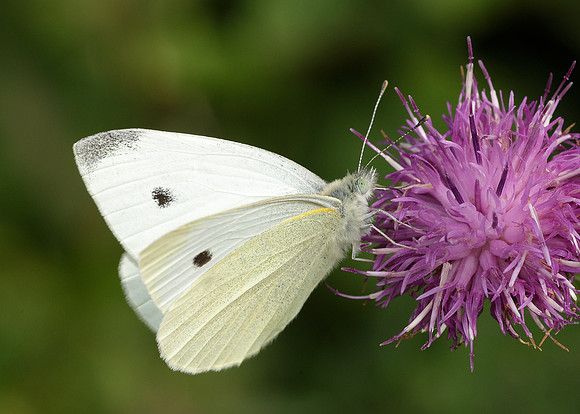 Small White Pieris rapae