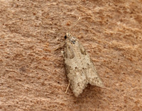 49.049 BF1024 Light Grey Tortrix Cnephasia incertana