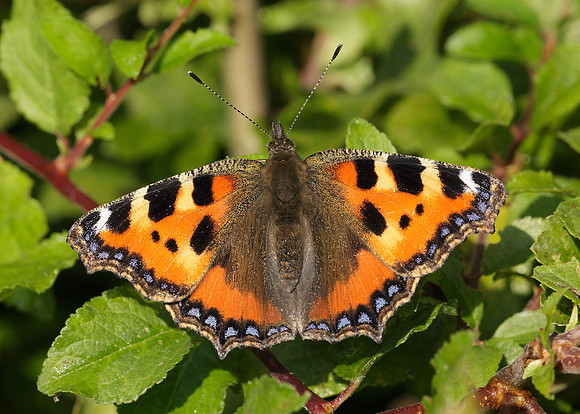 Small Tortoiseshell Aglais urticae