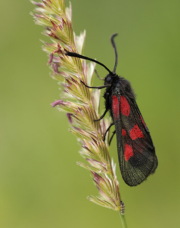54.007 BF168 New Forest Burnet Zygaena viciae