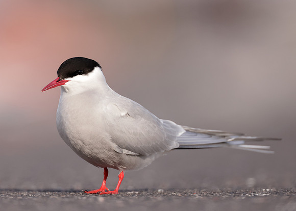 Arctic Tern Sterna paradisaea