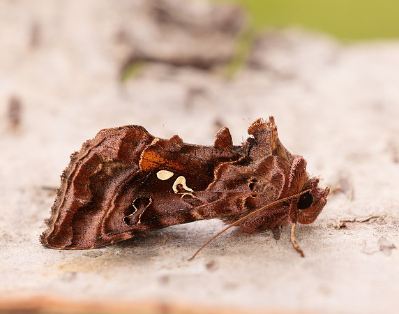 73.016 BF2442 Beautiful Golden Y Autographa pulchrina
