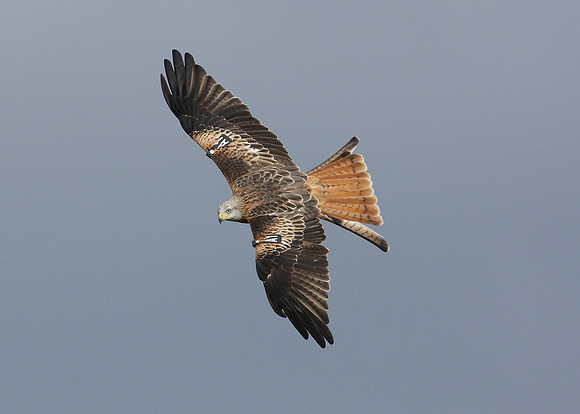 Red Kite Milvus milvus