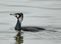 Cormorant Phalocrocorax carbo