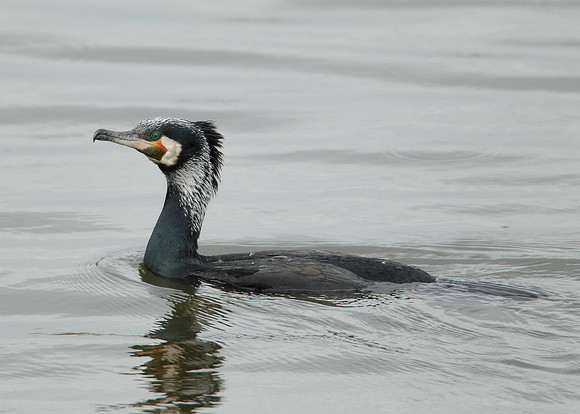 Cormorant Phalocrocorax carbo