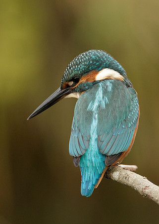 Kingfisher Alcedo atthis