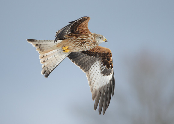 Red Kite Milvus milvus