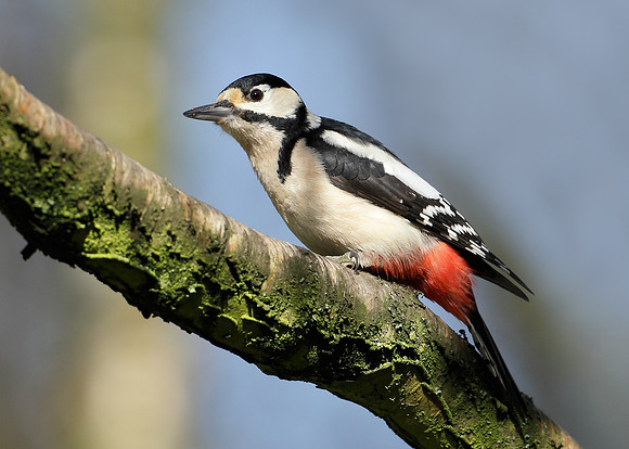 Great Spotted Woodpecker Dendrocopus major