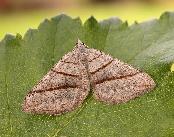 70.041 BF1734 July Belle Scotopteryx luridata