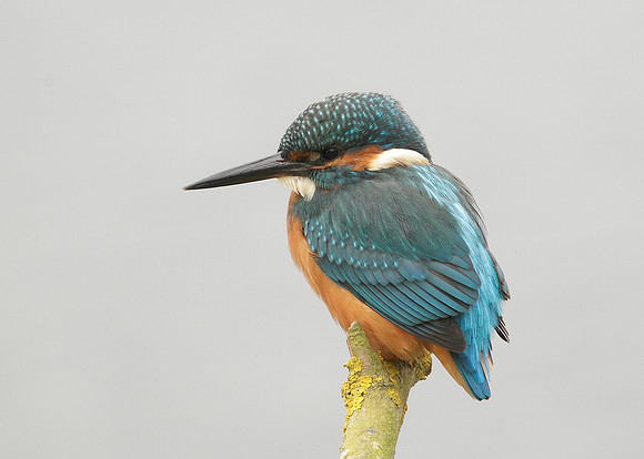 Kingfisher Alcedo atthis