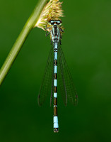 Northern Damselfly Coenagrion hastulatum