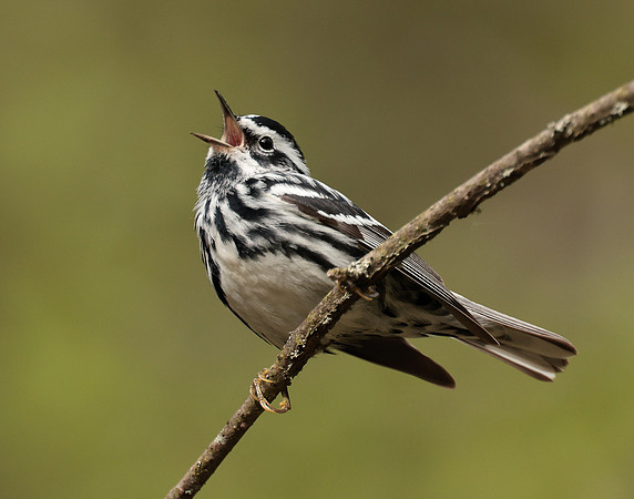 Black & White Warbler Mniotilta varia