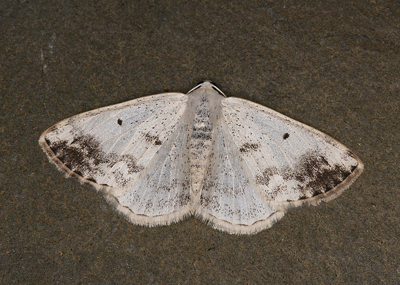 70.280 BF1958 Clouded Silver Lomographa temerata