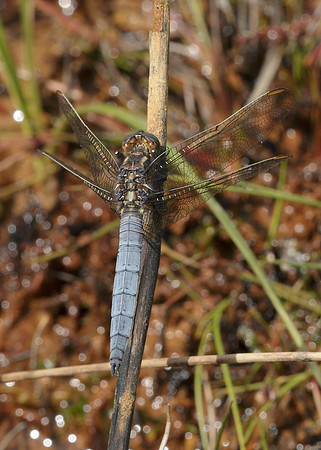 Keeled Skimmer Orthetrum coerulescens