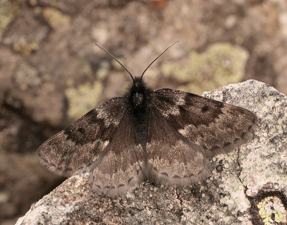 70.289 BF1965 Black Mountain Moth Glacies coracina