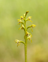 Coralroot Orchid Corallorhiza trifida