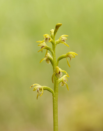 Coralroot Orchid Corallorhiza trifida