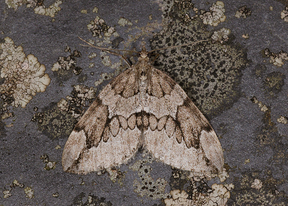 70.082 BF1771 Juniper Carpet Thera juniperata juniperata