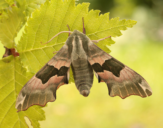 69.001 BF1979 Lime Hawk-moth Mimas tiliae
