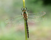 Brilliant Emerald Somatochlora metallica