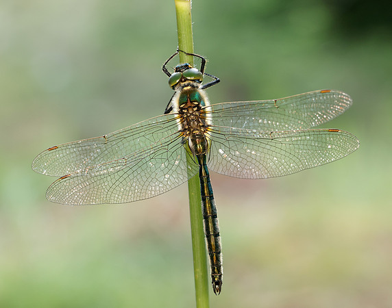 Brilliant Emerald Somatochlora metallica