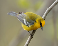 Blue-winged Warbler Vermivora cyanoptera