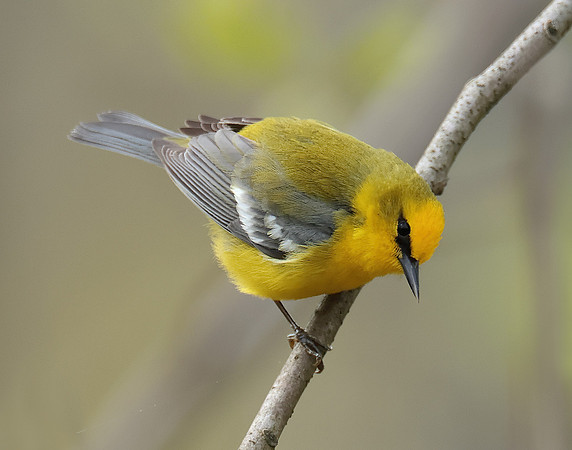 Blue-winged Warbler Vermivora cyanoptera