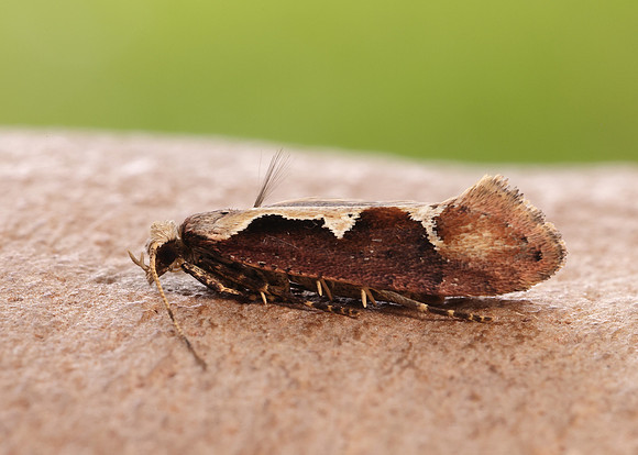 18.006 BF468 Rhigognostis incarnatella