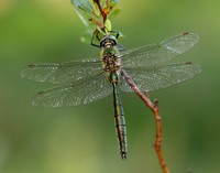 Brilliant Emerald Somatochlora metallica