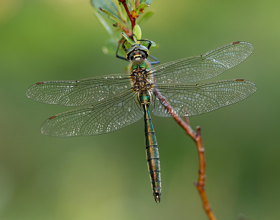 Brilliant Emerald Somatochlora metallica