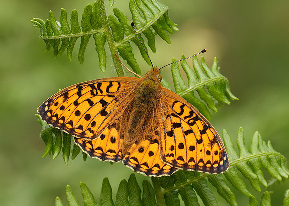 Dark Green fritillary Argynnis aglaja