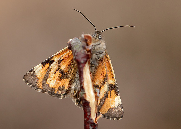 70.203 BF1661 Orange Underwing Archiearis parthenias