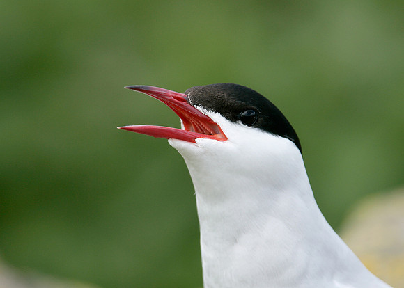 Arctic Tern Sterna paradisaea