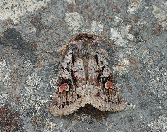 73.363 BF2125 Northern Dart Xestia alpicola