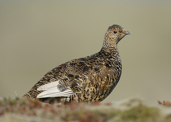 Ptarmigan Lagopus mutus