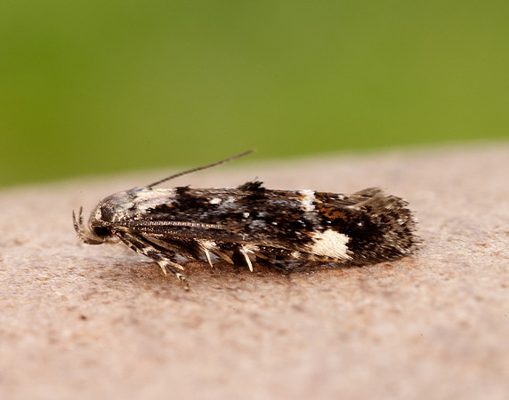 40.001 BF885 Mompha conturbatella