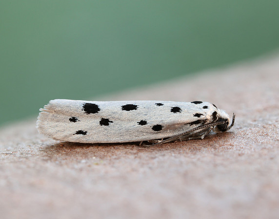 33.001 BF718 Ethmia dodecea