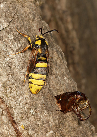 52.002 BF0370 Hornet Moth Sesia apiformis