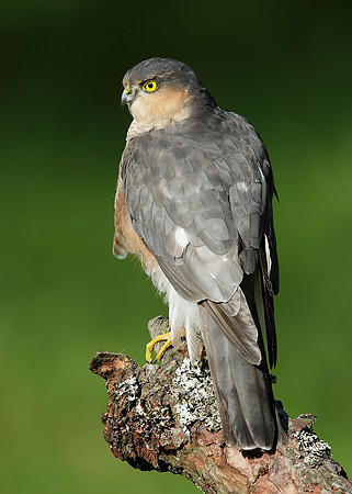 Sparrowhawk Accipiter nisus