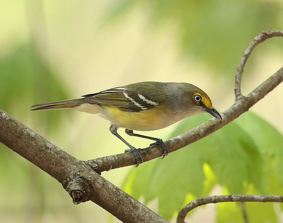 White-eyed Vireo Vireo griseus