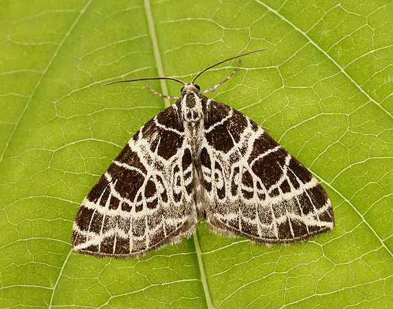70.088 BF1772 Netted Carpet Eustroma reticulata