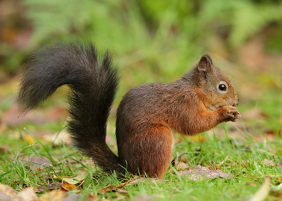 Red Squirrel Sciurus vulgaris