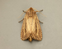 73.136 BF2369 Bulrush Wainscot Nonagria typhae