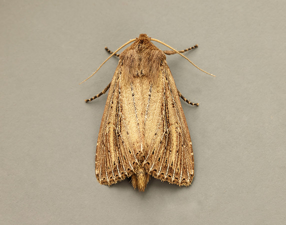 73.136 BF2369 Bulrush Wainscot Nonagria typhae