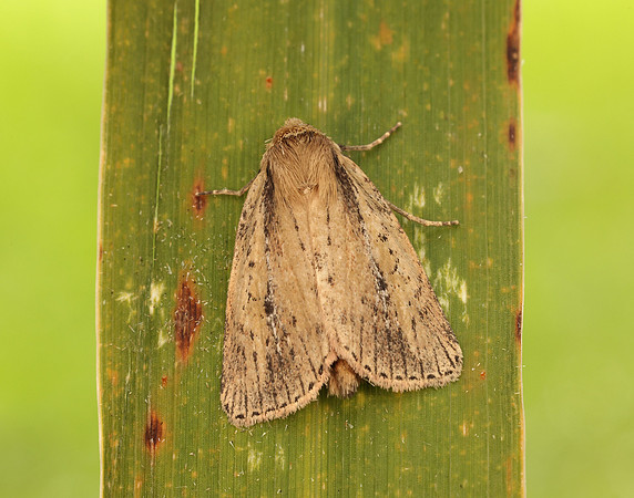 73.141 BF2371 Brown-veined Wainscot Archanara dissoluta